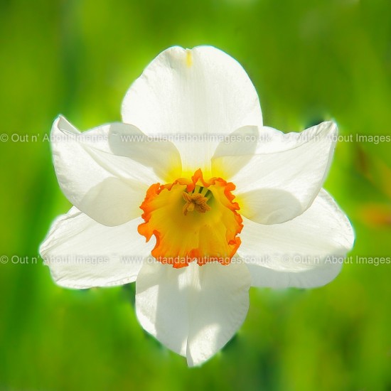 Daffodil Perfection Greeting card D1-009 (8281)