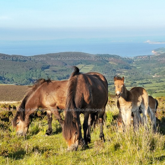 Exmoor Ponies and Foal Greeting card D1-013 (8328)
