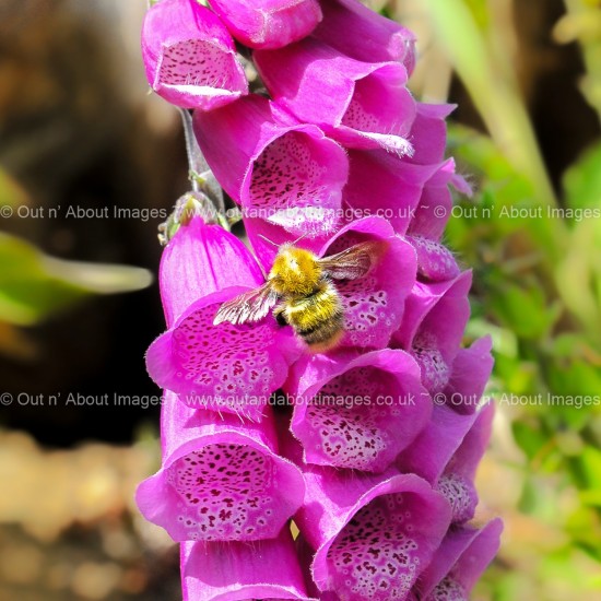 Foxglove and Bee Greeting card D1-033 (8526)