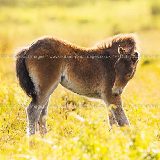 New Life on Exmoor Greeting card D1-054 (8731)