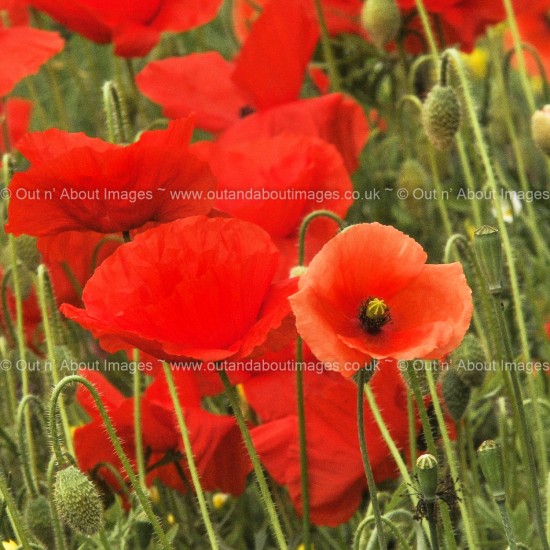 Poppies - the rosy glow of the fields Greeting card D1-108 (9271)