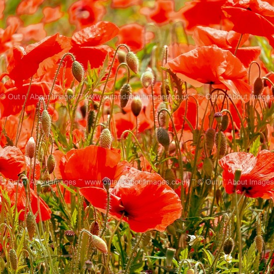 Poppies of the Countryside Greeting card D1-106 (9257)