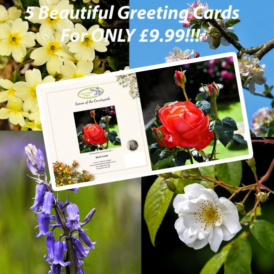 Selection of 5 Greeting Cards - P-001 (Flowers 1)
