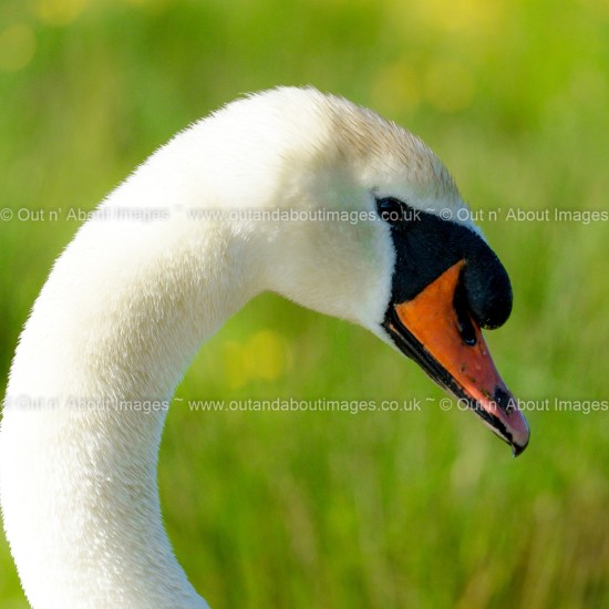 The effortless grace of the Swan Greeting card D1-115 (9349)