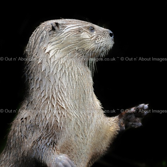 Water Otter Greeting card D1-014 (8335)