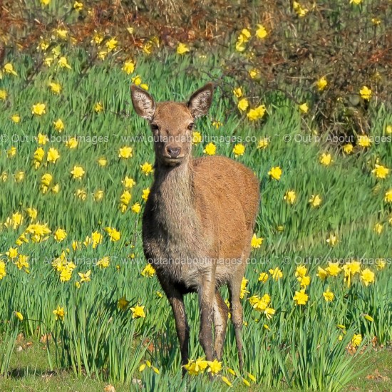 Wild Red Deer enjoying the Spring Greeting card D1-099 (9189)